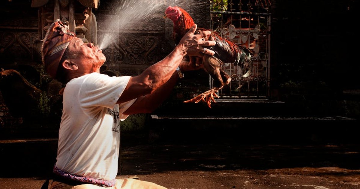 An elderly man kneels outdoors, holding a rooster while splashing water in sunlight.