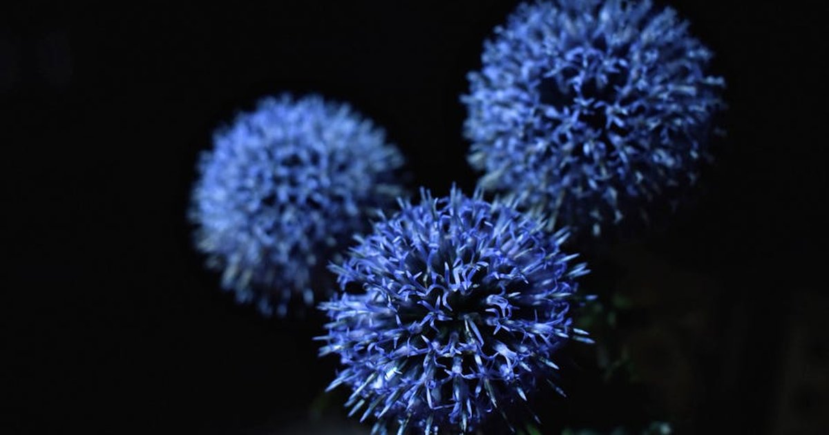 Macro shot of vibrant blue globe thistle flowers against a dark background.