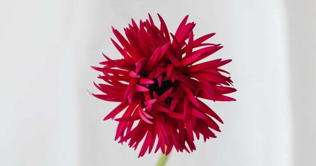 Close-up of a vibrant red dahlia flower against a white background.