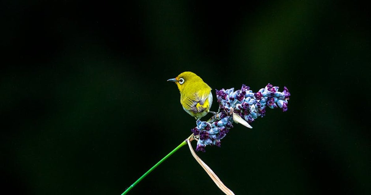 A vibrant Warbling White-eye perched on deep blue flowers in Taipei's natural setting.