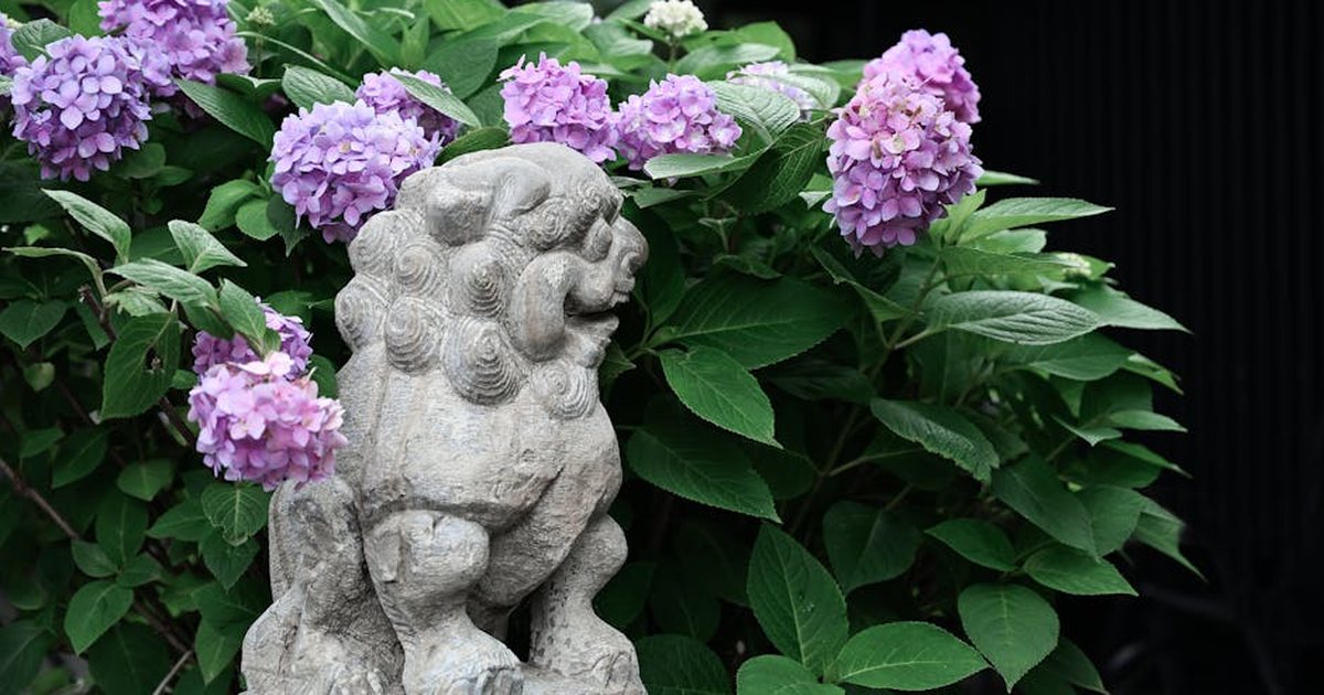 A stone lion statue amidst vibrant hydrangeas in a garden setting in Nanjing, China.