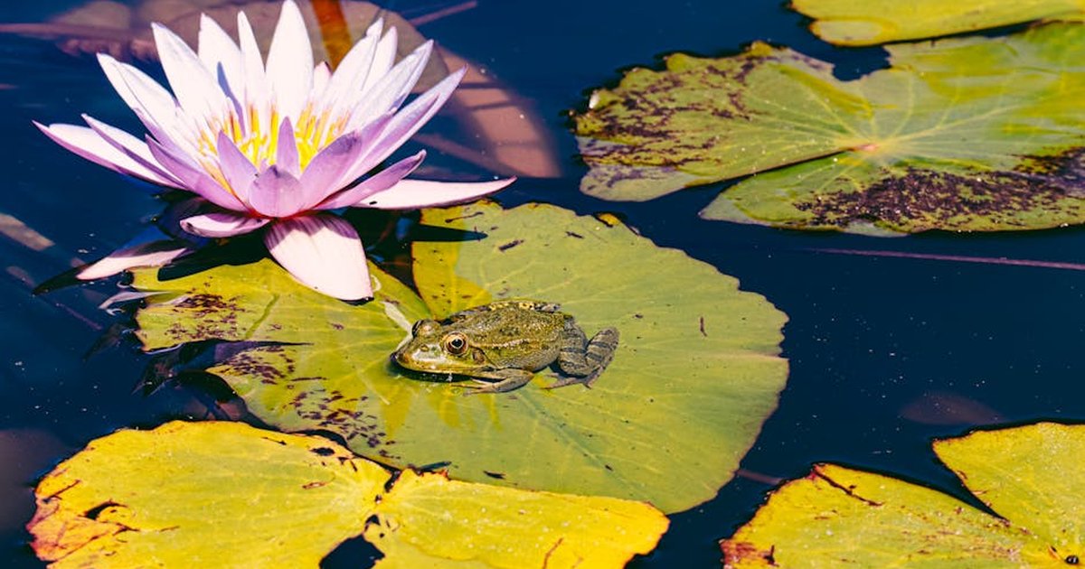 Vibrant frog resting on a lily pad next to a blooming water lily in sunlight.
