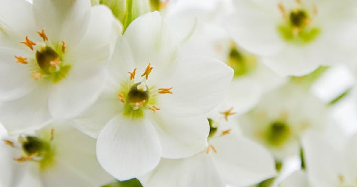 Detailed macro shot of blooming white Arabian starflower with vibrant petals in a garden setting.