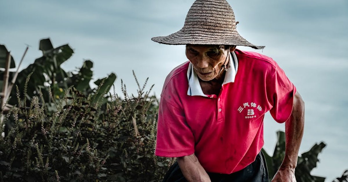 Elderly man in traditional attire working on a farm in Guangzhou, China, embracing rural life.