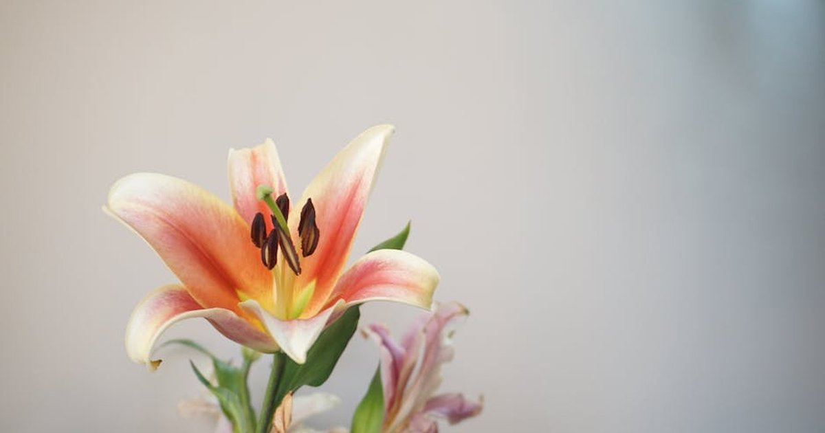 A vibrant pink lily flower blooming outdoors with delicate petals and bright colors.
