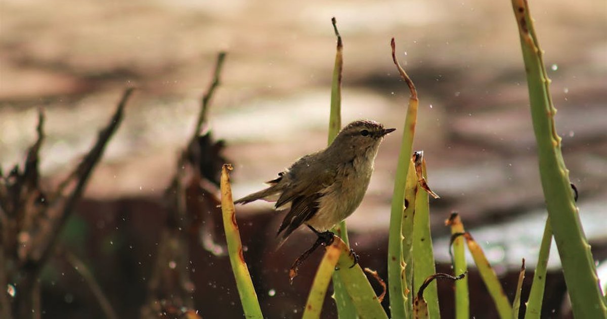 A close-up of a bird perched on aloe plants, captured outdoors in Lahore, Pakistan.