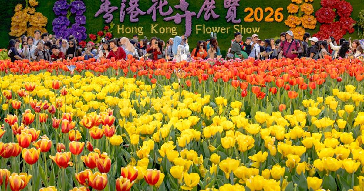 Colorful tulips bloom at the Hong Kong Flower Show 2026, drawing crowds of admirers.
