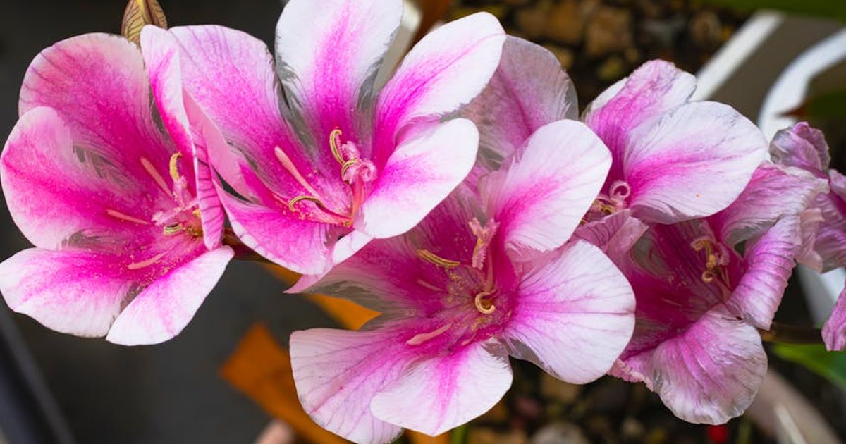 Close-up of vibrant pink and white lilies in full bloom, perfect for floral decor and botanical studies.
