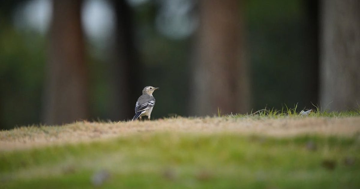 A white wagtail bird standing on grass in an outdoor forest scene, captured in a serene moment.