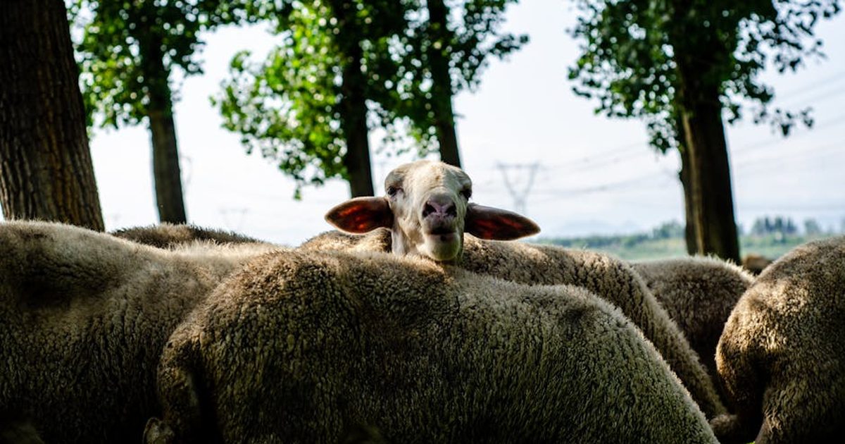 A picturesque view of sheep gathered under trees in a lush meadow, portraying rural tranquility.