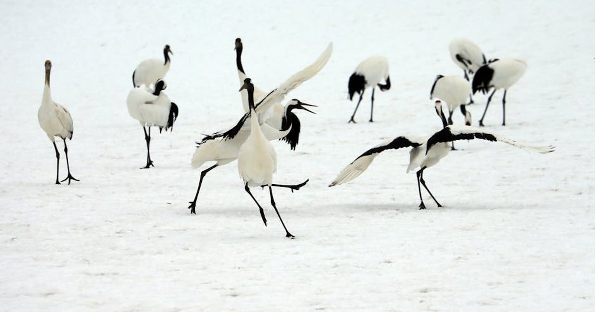 Red-crowned cranes gracefully dancing on a snowy landscape, showcasing winter elegance.