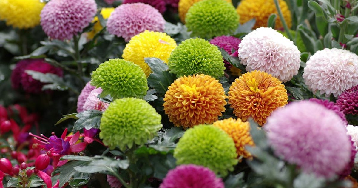 Colorful chrysanthemums in full bloom at Victoria Park flower show.