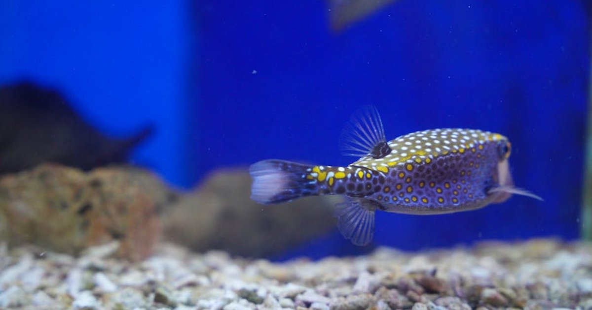 Close-up image of a vibrant boxfish swimming in an aquarium with blue background.