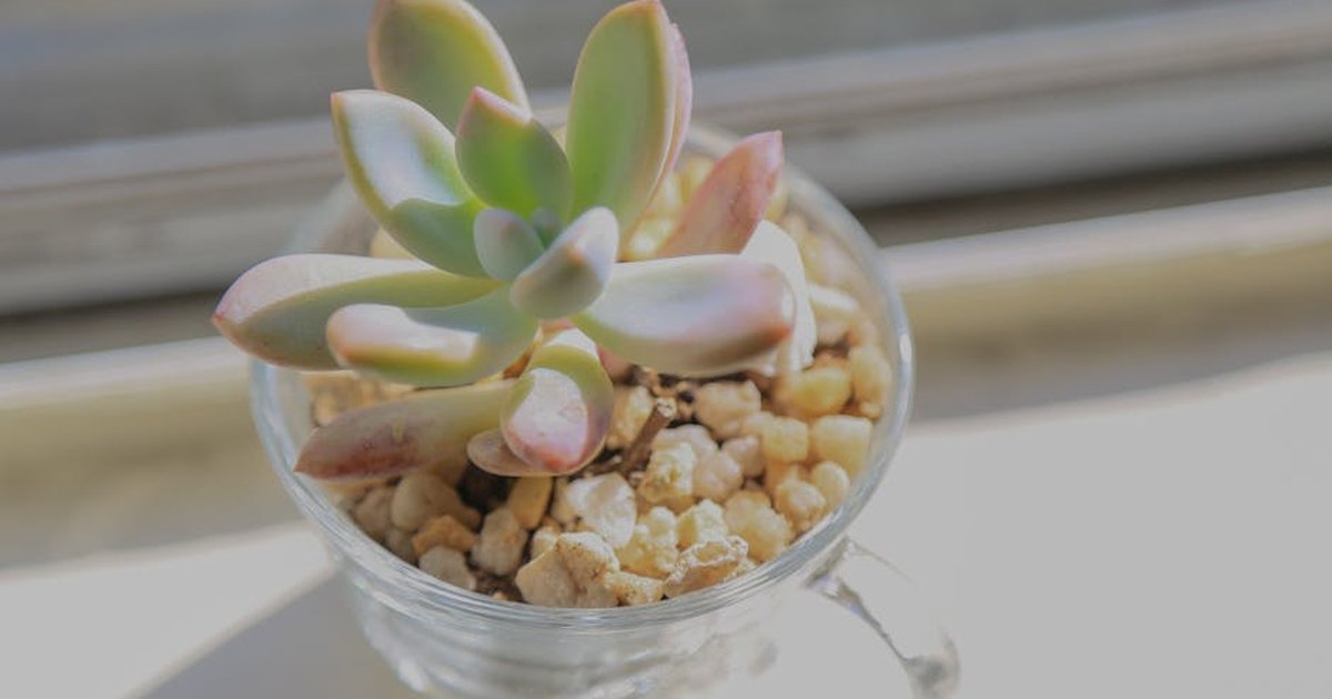 From above of small exotic sugaralmond plant growing in glass pot with fertilizers placed on windowsill on sunny day