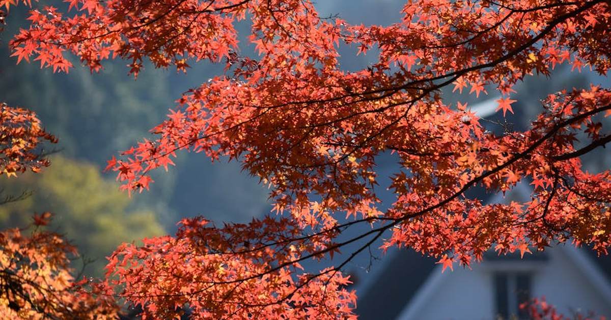 Vibrant red maple leaves in the peaceful Toyota City, capturing the beauty of Japanese autumn.