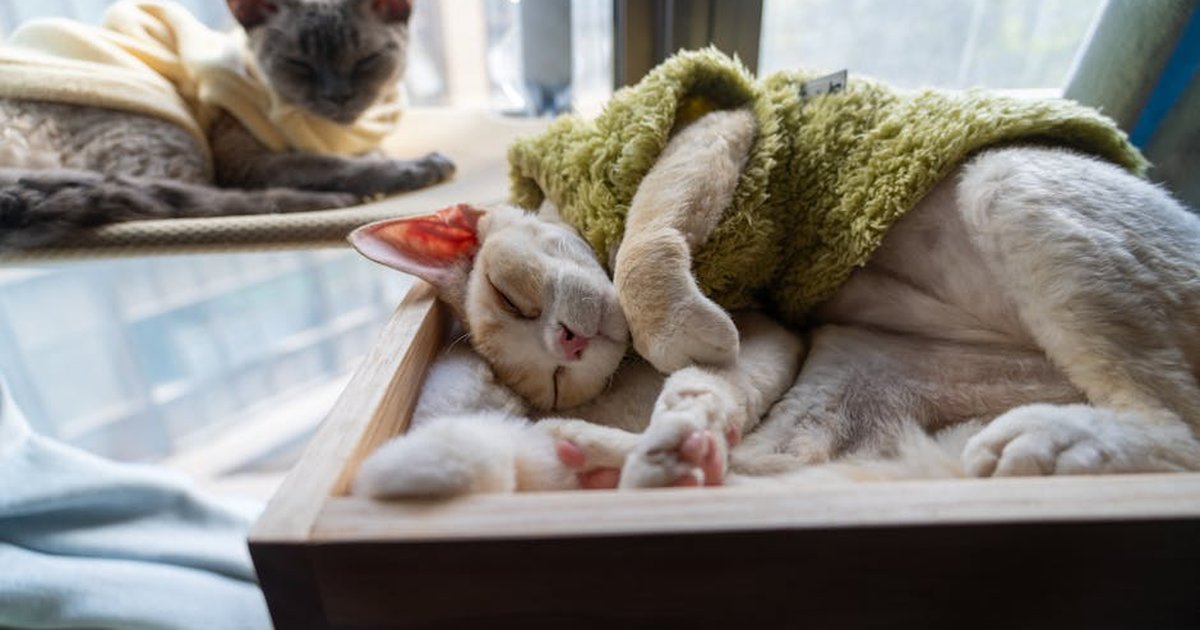 Two Devon Rex cats peacefully napping by a window, wrapped snugly in sweaters.