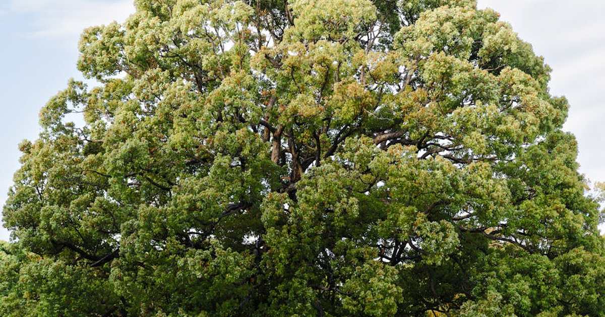 A majestic large tree with vibrant green leaves captures the essence of nature in Tokyo, Japan.