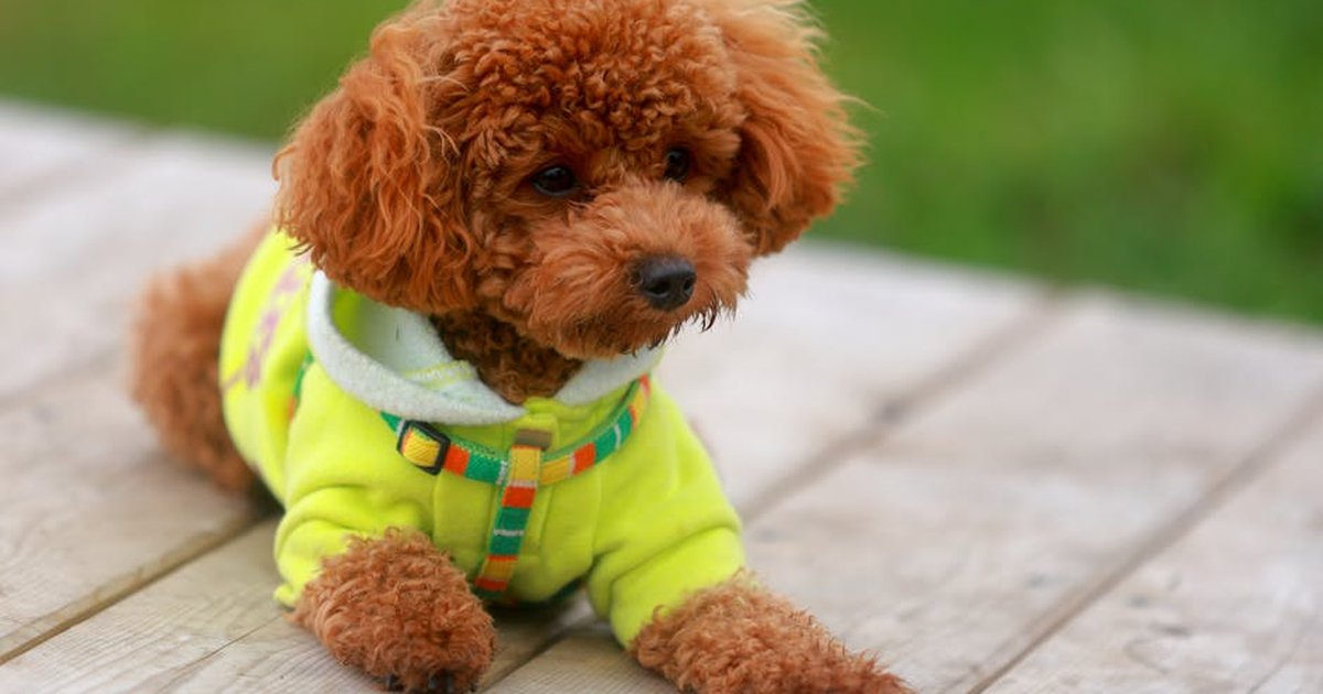 Cute toy poodle in a bright yellow sweater relaxing outdoors on a wooden deck.