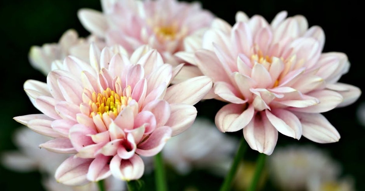 A vibrant close-up photograph of pink dahlia flowers in full bloom with soft focus background.