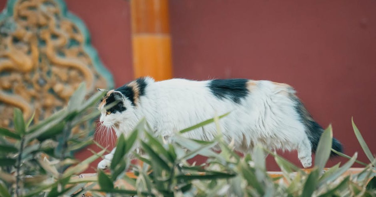 A calico cat walking in a traditional Chinese temple garden setting.