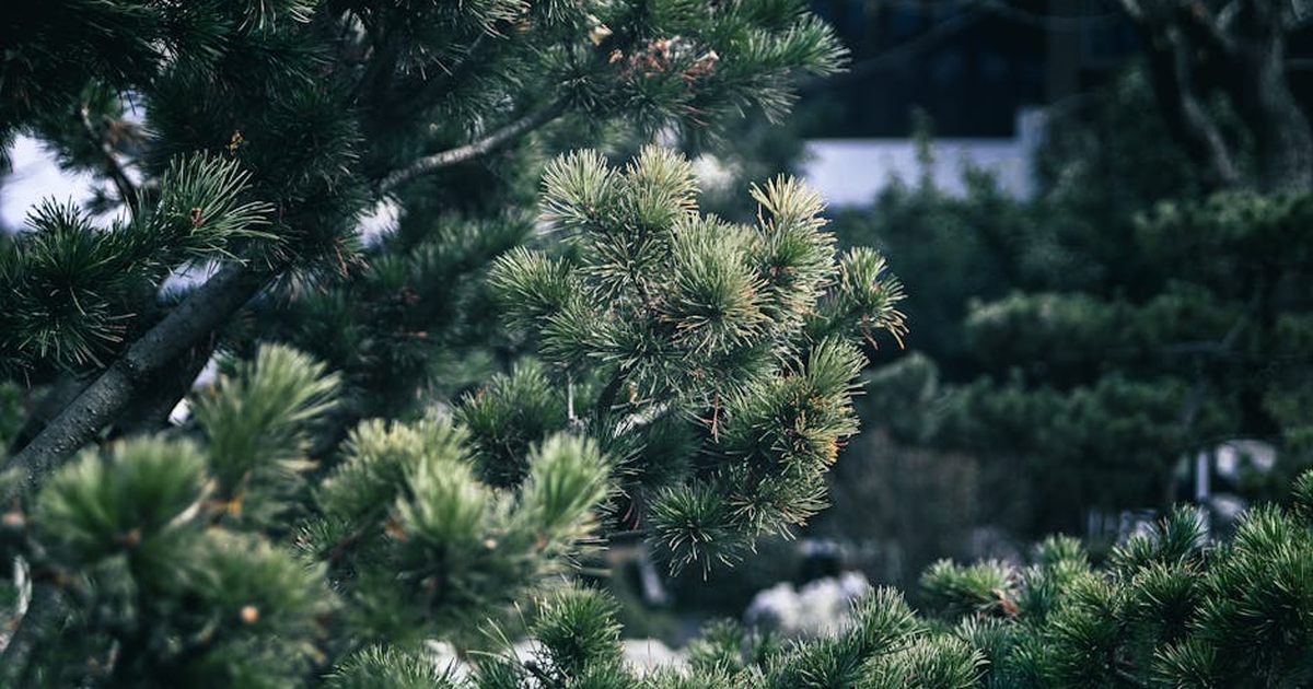 Tranquil view of lush pine trees in a Nanjing garden, capturing natural beauty.