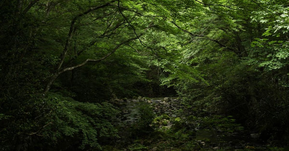 A serene forest stream surrounded by lush green foliage and rocky banks, capturing the essence of nature.
