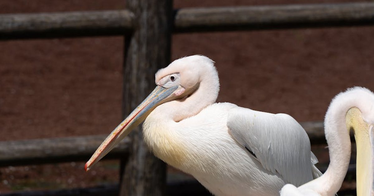 White pelican standing outdoors at a Tokyo Zoo during the day, showcasing its vibrant beak.