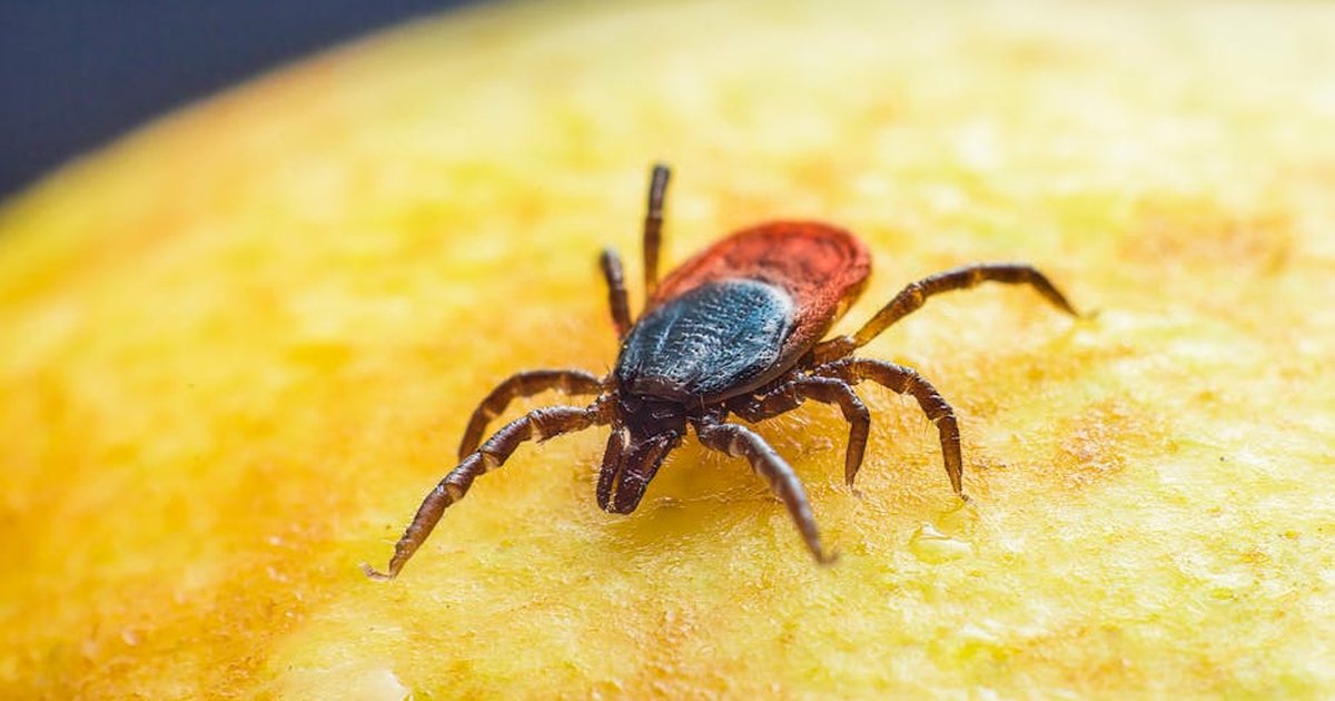 Close-up of a tick on a bright yellow surface, highlighting its detailed anatomy.