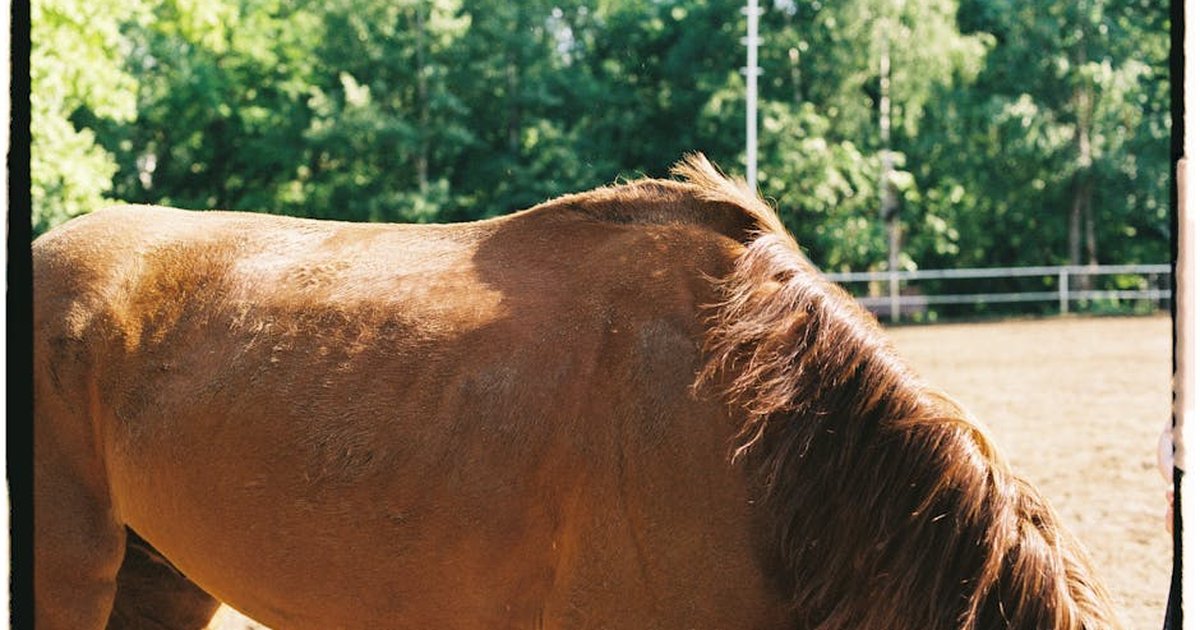 Beautiful close-up of a brown horse under sunlight in a rural outdoor setting. Captured in Moscow, Russia.