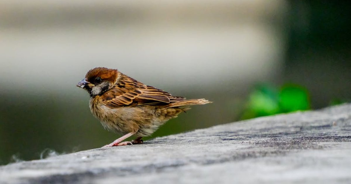 A close-up of an Eurasian Tree Sparrow perched on a stone surface in the New Territories, Hong Kong.