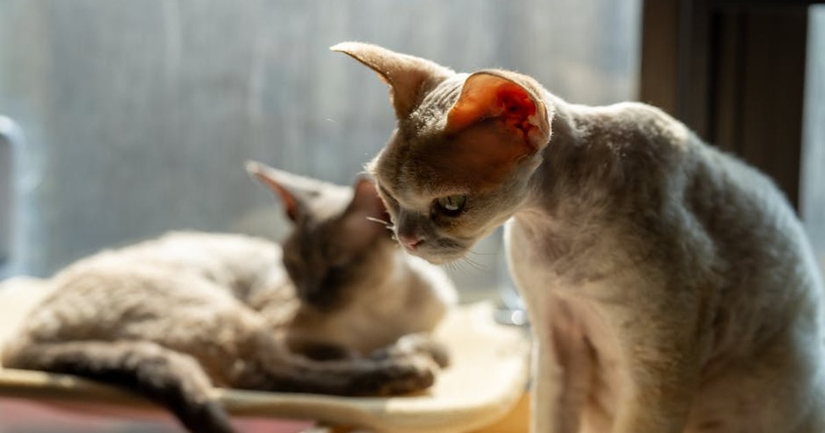 Two Devon Rex cats basking in sunlight by a window in Shenzhen, China.