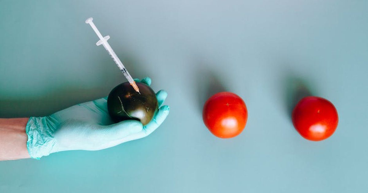 Gloved hand injecting a tomato on a teal background, innovation in agriculture.