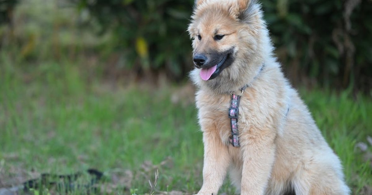 Adorable fluffy dog sitting on a rock outdoors, enjoying a sunny day.