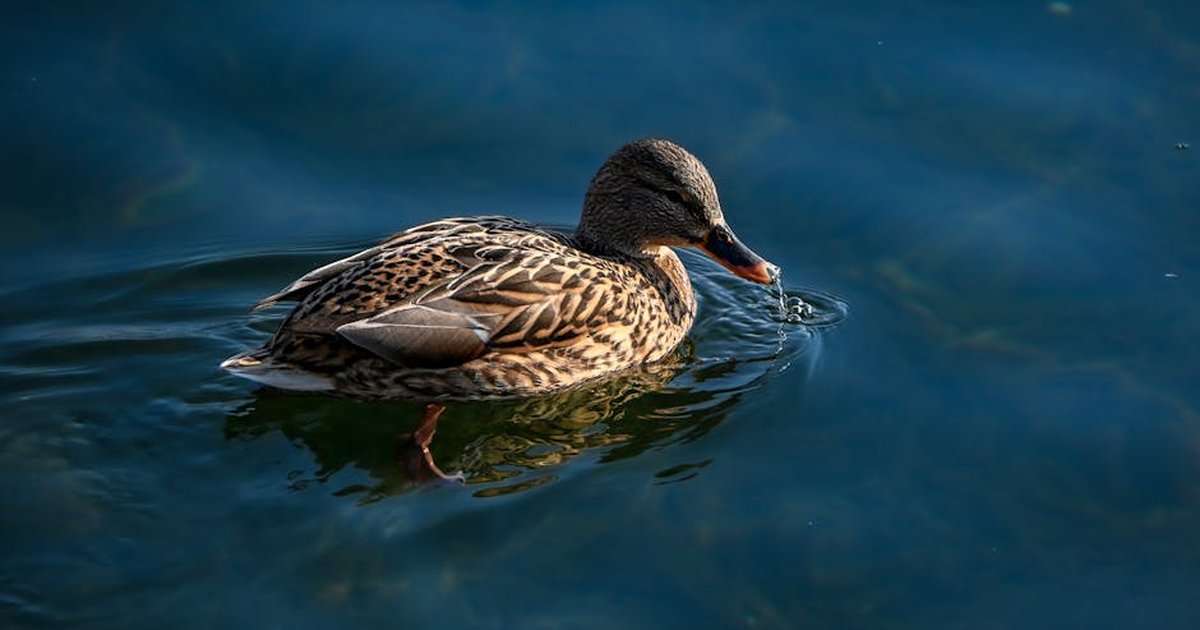 A female mallard duck gracefully gliding on a serene lake in Beijing, China.
