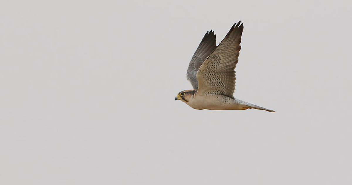 A red-necked falcon in flight captured against a clear sky in Namibia.