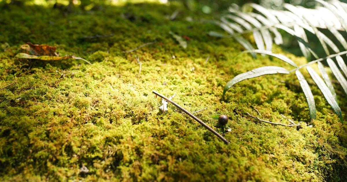Vibrant moss-covered forest floor in Taiwan, featuring ferns and dappled sunlight.