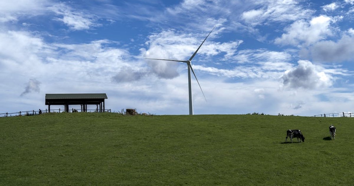 Serene landscape of a wind turbine beside grazing cows under a blue sky in Gangneung, South Korea.