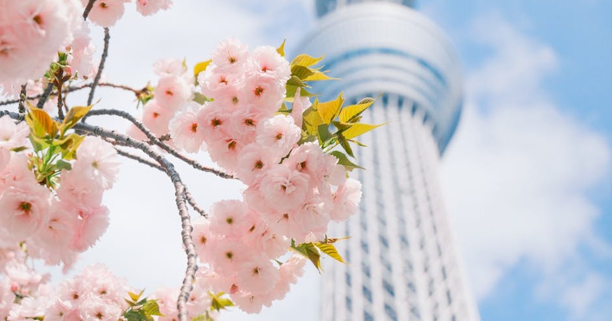 Beautiful cherry blossoms against the iconic Tokyo Skytree in a bright spring setting.