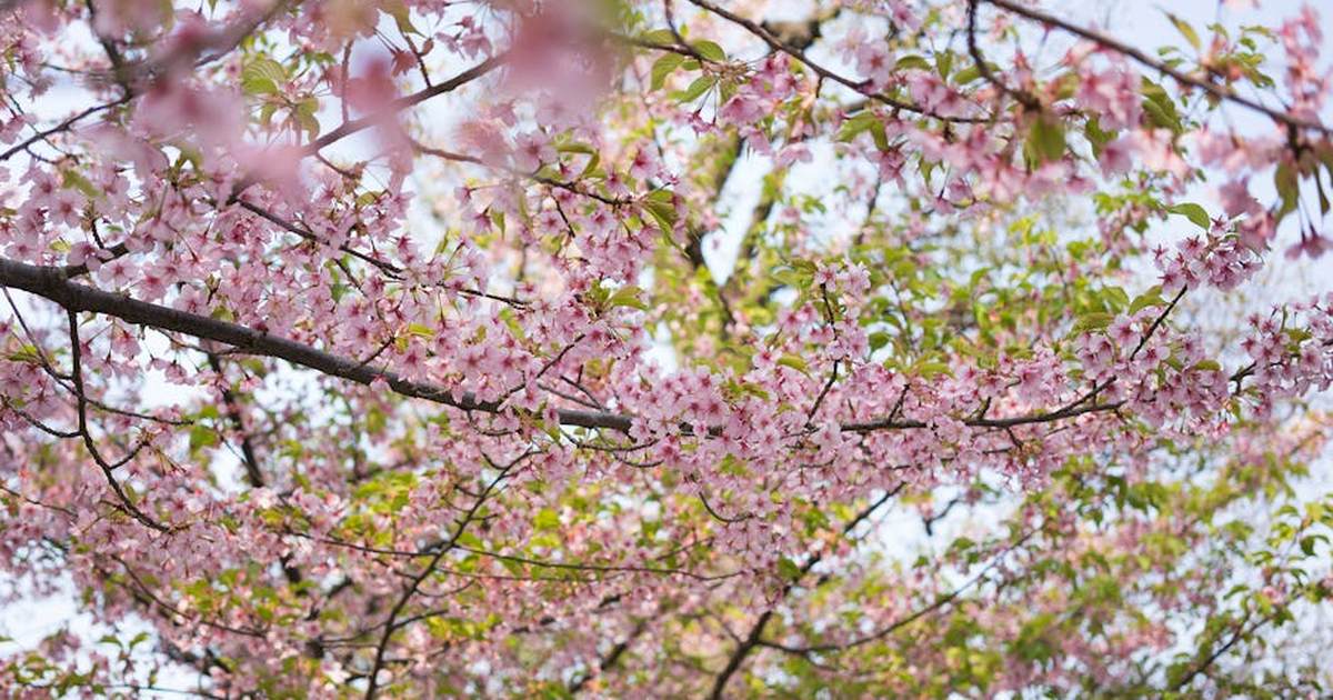 Vibrant cherry blossoms in springtime, capturing the beauty of Japan in Nagano Prefecture.