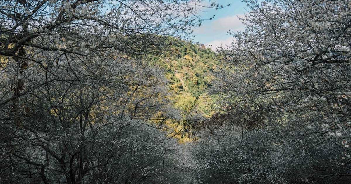Captivating view of sakura blossoms in full bloom, set against lush greenery in Miaoli, Taiwan.