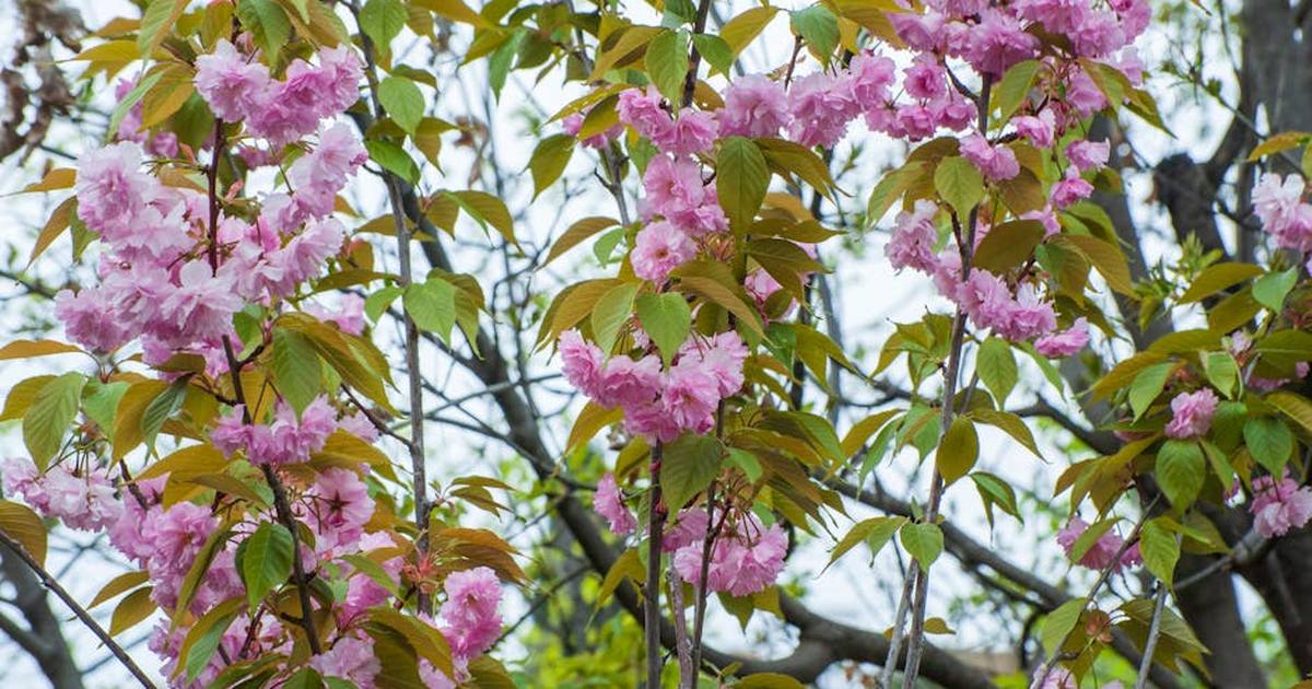 Beautiful cherry blossoms in full bloom outdoors in Tbilisi, Georgia.