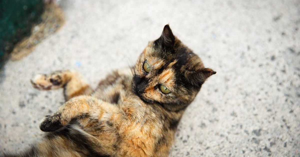 From above of cute fluffy cat with attentive gaze lying on gray walkway in daylight