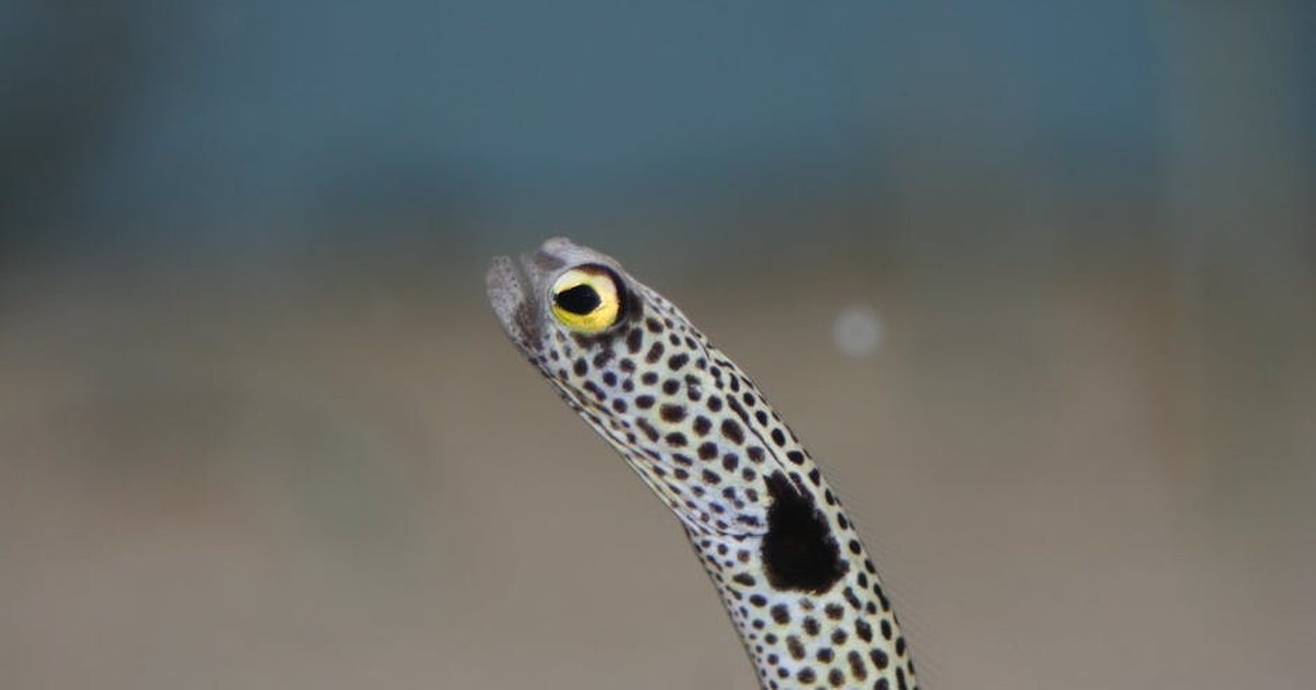 Captivating close-up of a spotted garden eel with a blurred background in the ocean.