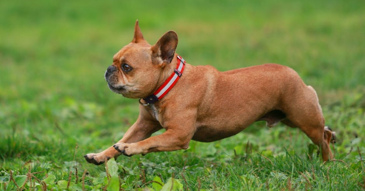 Energetic French Bulldog running outdoors on a grassy field.