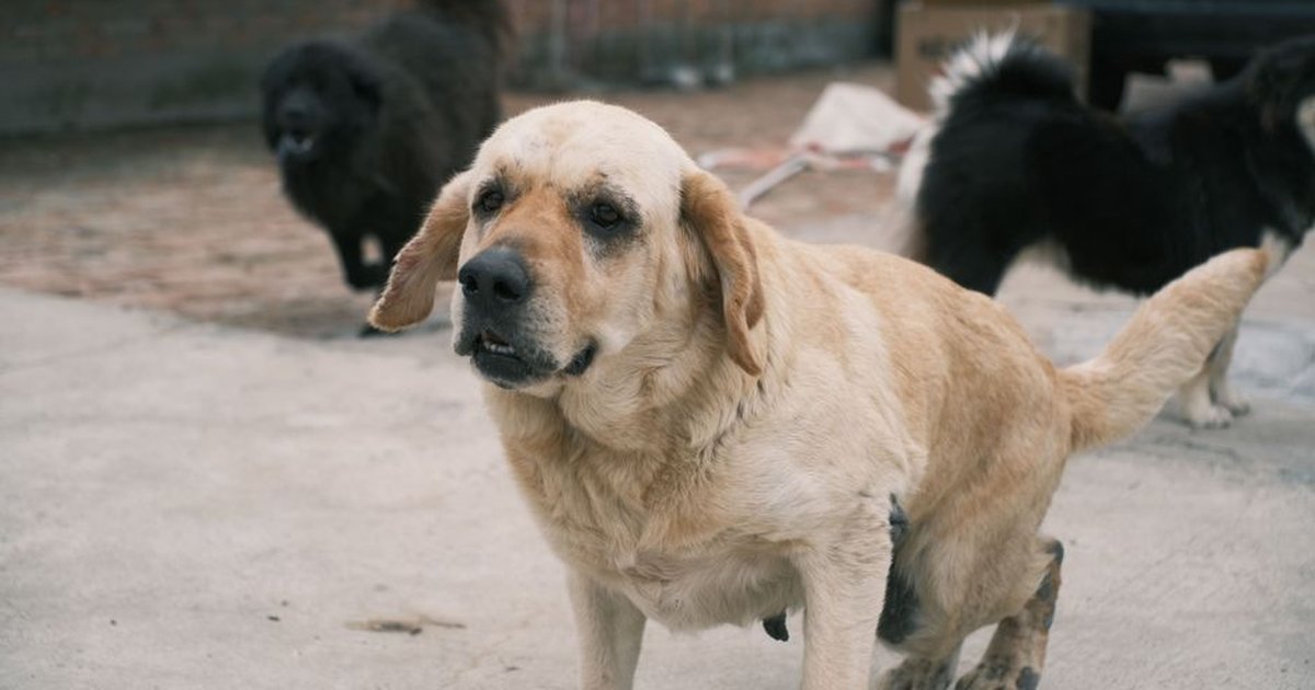 A group of dogs including a Labrador Retriever on an outdoor pavement setting.