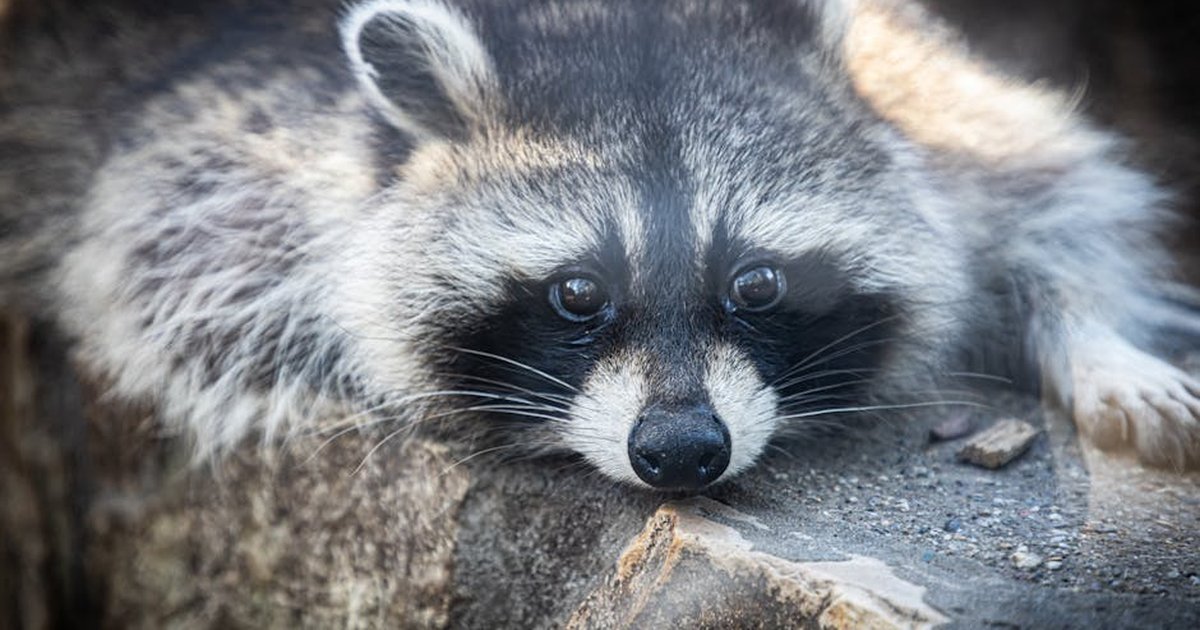 Detailed close-up of a raccoon relaxing on a rock, showcasing its fur and expressive eyes.