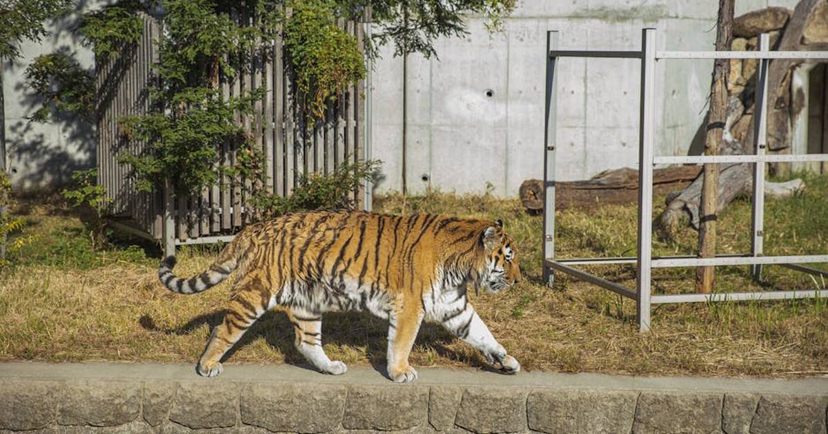 Full length calm tiger strolling on stony ground in grassy green conservation area on clear sunny weather