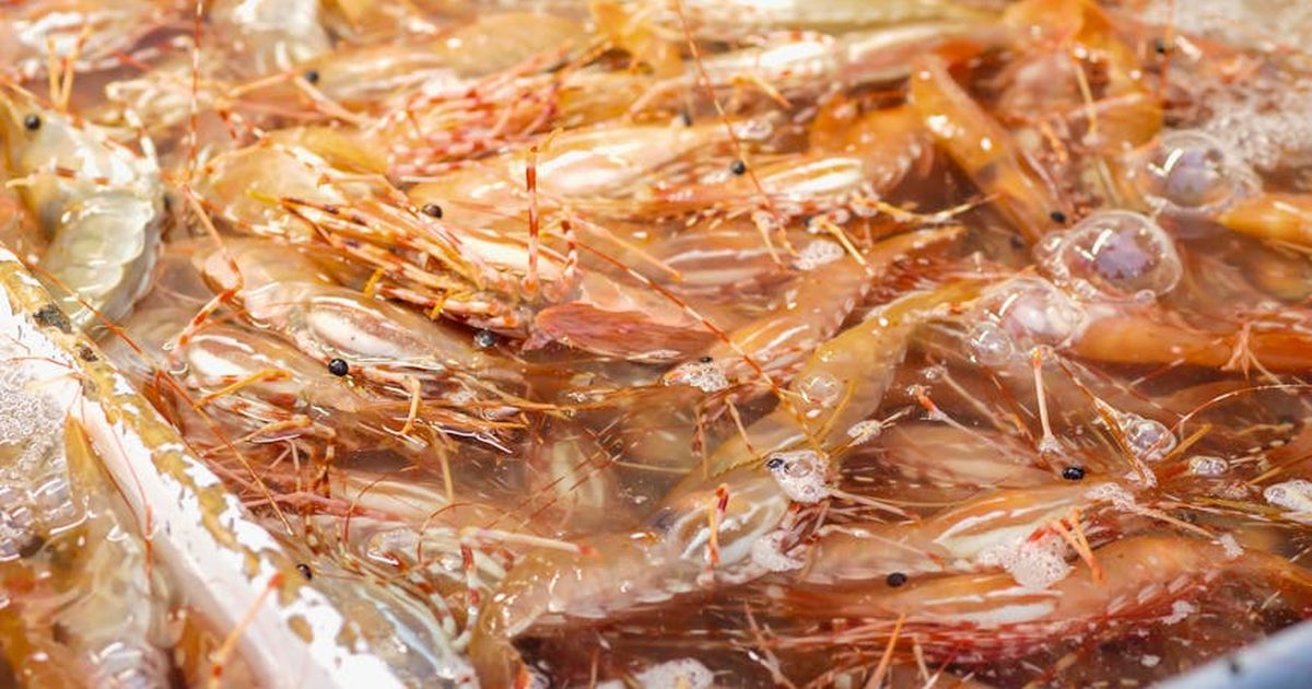 Close-up of fresh raw shrimps immersed in water, ready for seafood preparation.