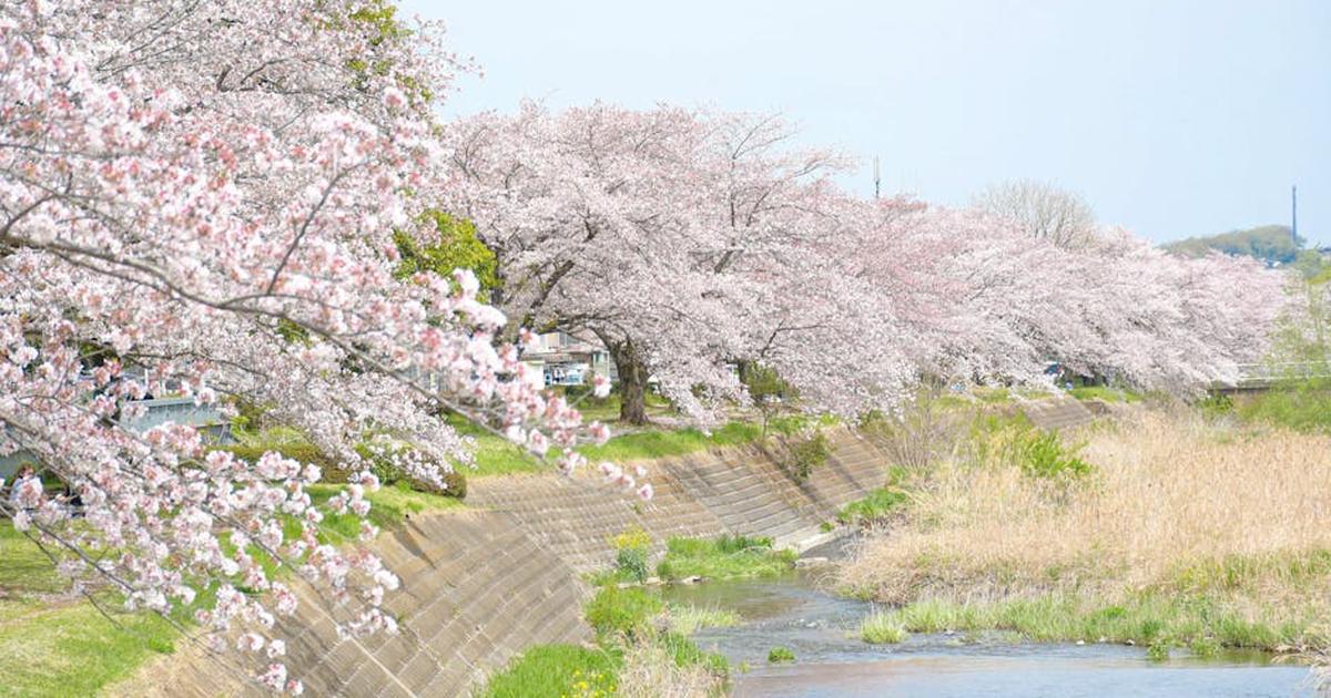 Beautiful cherry blossoms in full bloom along a tranquil riverbank in Japan, capturing the essence of spring.