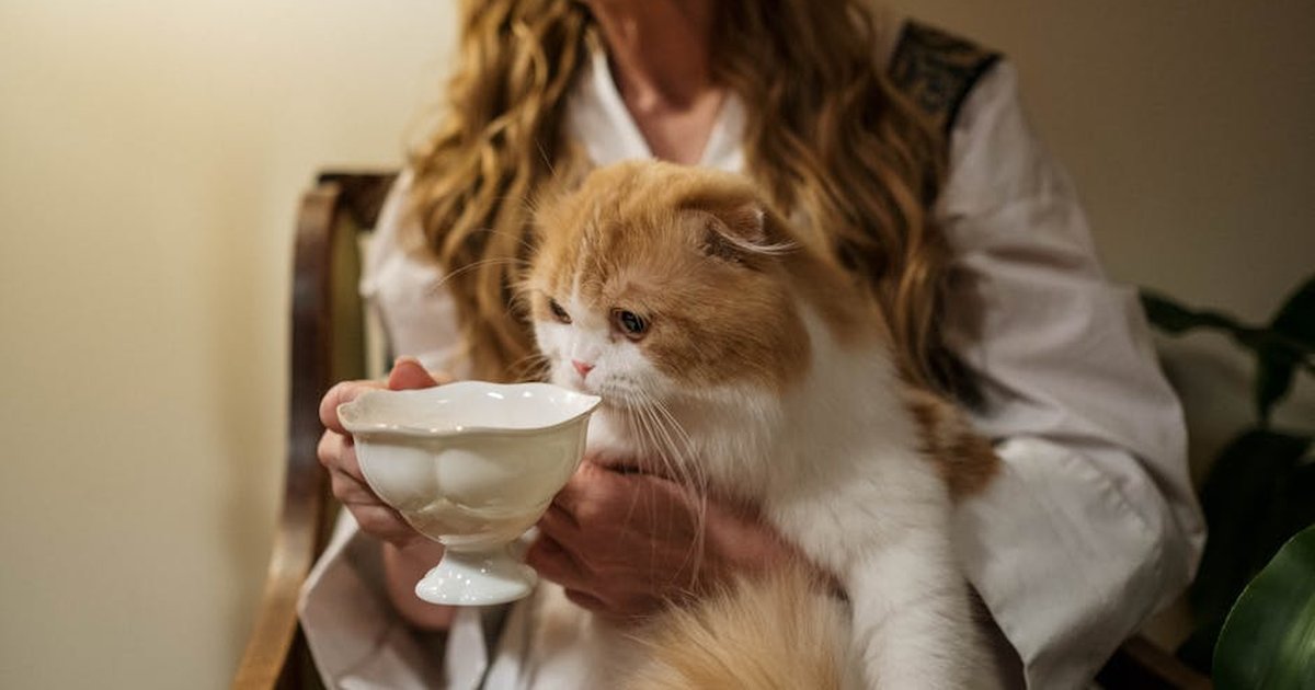 A fluffy cat in a woman's lap enjoys milk from a ceramic teacup. Cozy indoor setting.